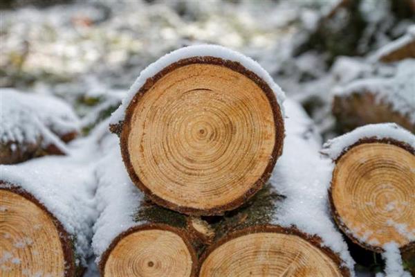Scientists make sustainable polymer from sugars in wood
